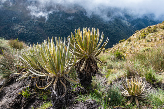 Espeletia ( frailejon plant)   at the high attitude in Colombian Andes
