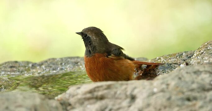 Beautiful male bird of  Daurian redstart (Phoenicurus auroreus) taking a bath