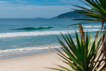 Fototapeta na wymiar Holiday beach and ocean with surfing waves in Brazil. Morro das Pedras beach in Florianopolis