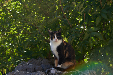 Homeless tricolor cat looks suspiciously at the camera sitting on stones under the shade of a bush