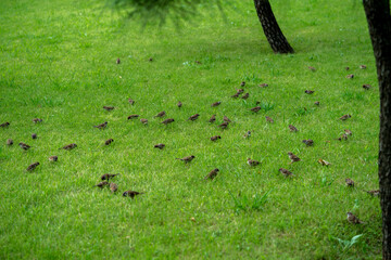 Sparrows on green glass near by pond, at the city center of Tokyo Japan