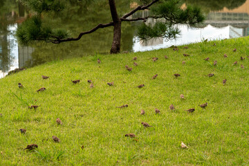 Sparrows on green glass near by pond, at the city center of Tokyo Japan