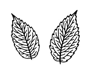 Hand-drawn illustration of spearmint leaves