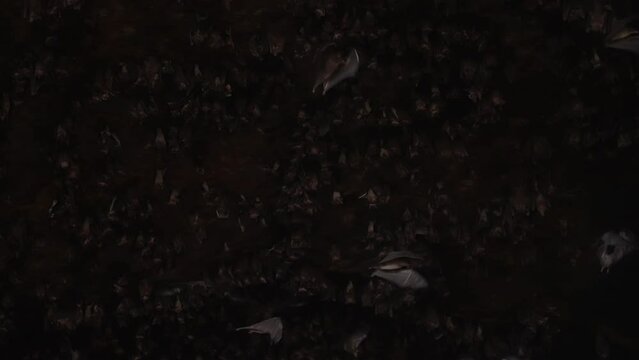 Amazing beautiful shot inside a dark stone cave with many bats hanging on stone arches and flying around waving their big wings. House of bats colony in slow motion. film grain texture. pixel texture.