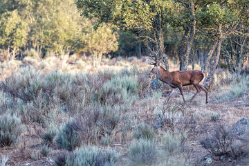 Cervus elaphus. Common or European deer, male with antlers, in the bush.