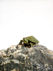 turtle on the rock