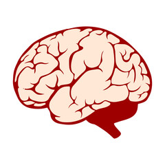 Vector illustration of human brain