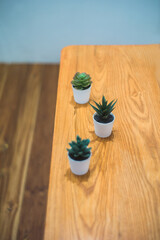 Bonsai plant on wooden table