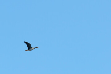 White-fronted goose flying in blue sky