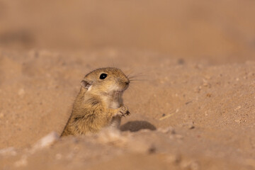 Naklejka na ściany i meble mouse portrait , The Indian desert jird or Indian desert gerbil is a species of jird found mainly in the Thar Desert in India. Jirds are closely related to gerbils