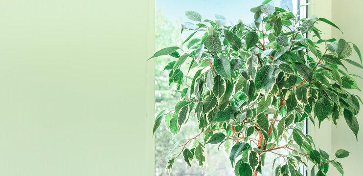 Benjamin ficus tree in drops of water against a window background. Home gardening and decor. Copy space.