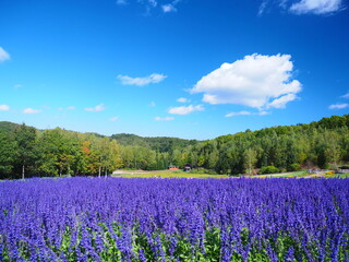 北海道の風景 青空とブルーサルビア