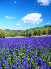 北海道の風景 青空とブルーサルビア
