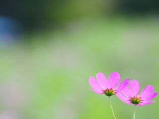 Fototapeta premium かわいいコスモスの花