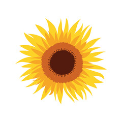 Thanksgiving sunflower illustration. Flat vector icon decorative element Happy Thanks giving day natural autumnal illustration, isolated on white background.