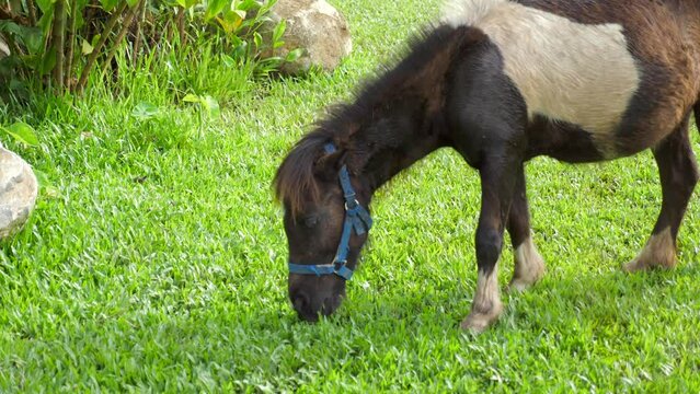Beautiful miniature shetland breed pony grazing on summer meadow