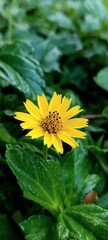 yellow flower