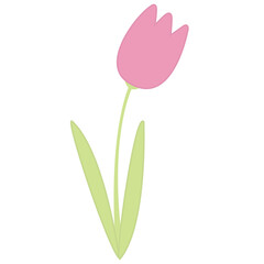 tulip on white background