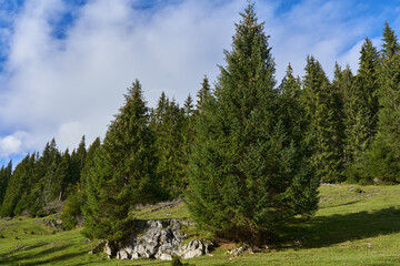 Mountains and pine forests