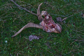 Skull of a mountain goat killed by wolves