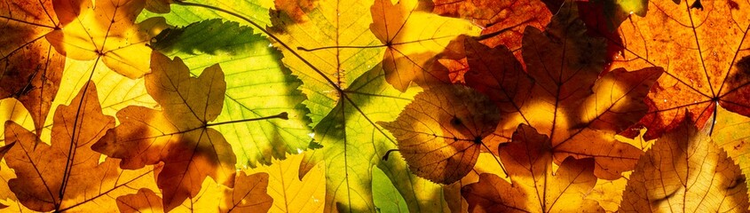 a heap of shiny autumn leaves for banner, panorama or border