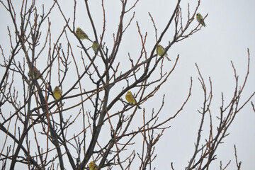 Fototapeta na wymiar A flock of yellowhammers sitting on leafless branches