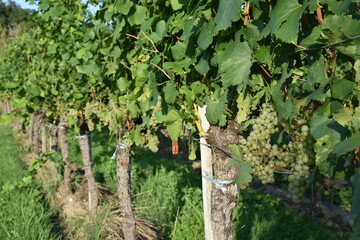 Fototapeta na wymiar White Wine Grapes in Lake Constance Region, Right Foreground Focus