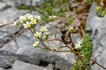 Rispen-Steinbrech // Alpine saxifrage, encrusted saxifrage (Saxifraga paniculata) - Bukumirsko See,...