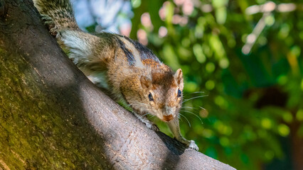A squirrel crawls on the tree branch