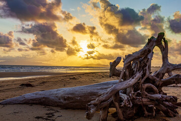 driftwood on beach sunrise