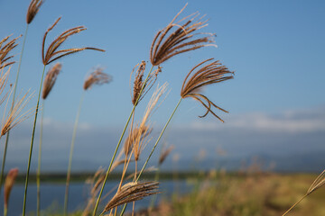 grass against sky