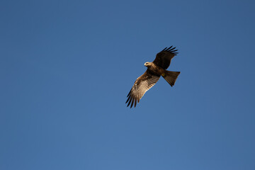 bird of prey flying