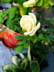 White rose growing in a clay pot