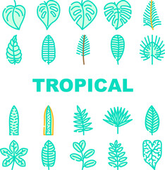 leaf tropical plant palm jungle icons set vector. summer exotic, green foliage, nature forest, botanical tree, floral garden, spring leaf tropical plant palm jungle color line illustrations