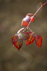 leaves on a blurred background