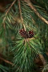 Fototapeta premium pine branch close-up
