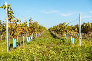 Vineyard in Eger, Hungary.