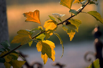 Herbstliches Laub mit Sonnenschein durchflutet	