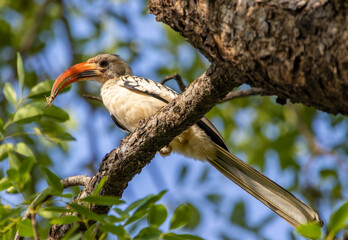 Hornbill