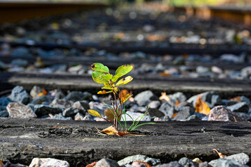 Obraz premium small plant growing on sleeper on railway bank