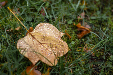 Tautropfen auf einem Blatt am Boden im Herbst im Gras