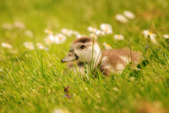 Baby goose playing hide and seek