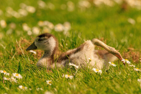 Baby Goose Stretching His Leg