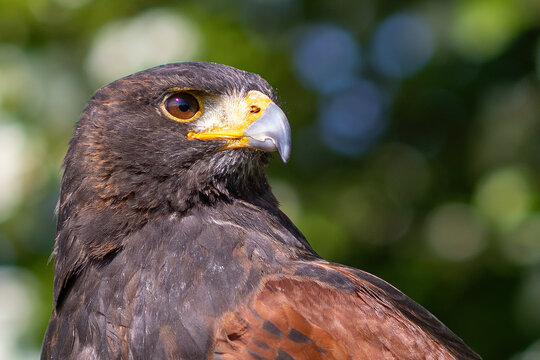 Portrait of a falcon