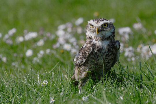 Rabbit owl in a flower field