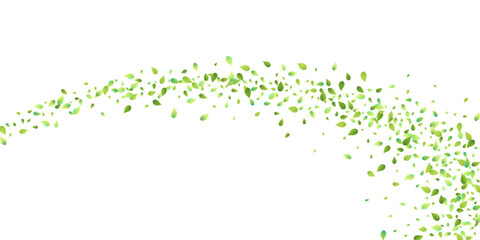 Leaves Green Falling Flying Foliage Leaf Tea Mint