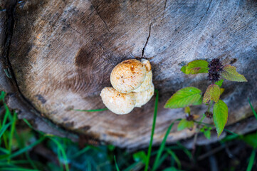 Cut tree trunk with white and brown mushroom and green plant.