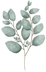 Leaf Eucalyptus watercolor