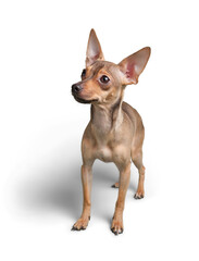 Chihuahua dog sitting on a white background