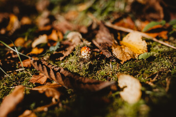 Tiny fly mushroom and moss in forest 